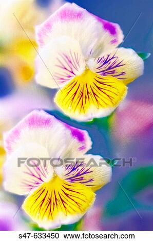 Two pansies. Viola x wittrockiana. July 2006. Maryland, USA. View Large Photo Image Stock Image - Two pansies. Viola x wittrockiana. July 2006. Maryland, USA.. Fotosearch