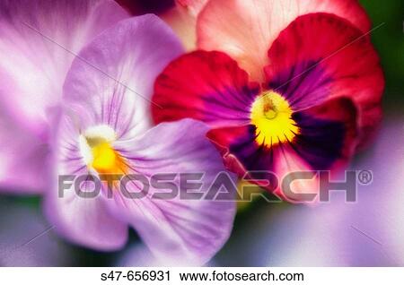 Stock Image - Two Pansy Flowers. Viola x wittrockiana. May 2007, Maryland, USA. Fotosearch
