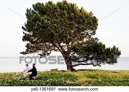 Stock Photo - Two people biking in a park along the ocean in Santa Cruz, California. Fotosearch