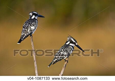 Stock Image - Two pied kingfishers (Ceryle rudis) sitting on a branch in Botswana, Africa. Fotosearch