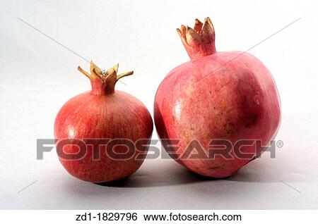 Two pomegranates on a white and gray background View Large Photo Image Stock Photograph - Two pomegranates on a white and gray background. Fotosearch