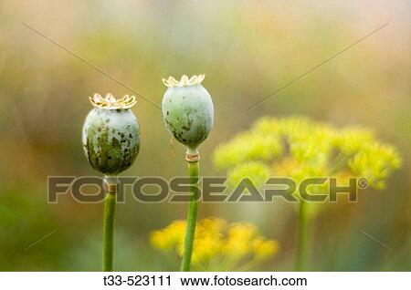 Two poppies View Large Photo Image Stock Image - Two poppies. Fotosearch