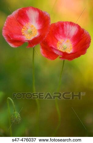 Two Poppy Flowers and a bud. Corn Poppy, Shirley Poppy, Flanders Poppy (Papaver rhoeas). Maryland, USA View Large Photo Image Stock Photo - Two Poppy Flowers and a bud. Corn Poppy, Shirley Poppy, Flanders Poppy (Papaver rhoeas). Maryland, USA. Fotosearch