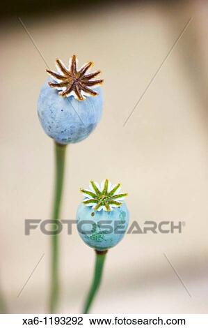 Stock Image - Two poppy seed heads. Fotosearch