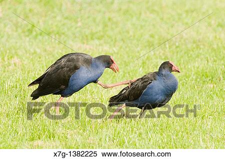 Two Pukeko Porphyrio porphyrio melanotus about to mate View Large Photo Image Stock Photography - Two Pukeko Porphyrio porphyrio melanotus about to mate. Fotosearch