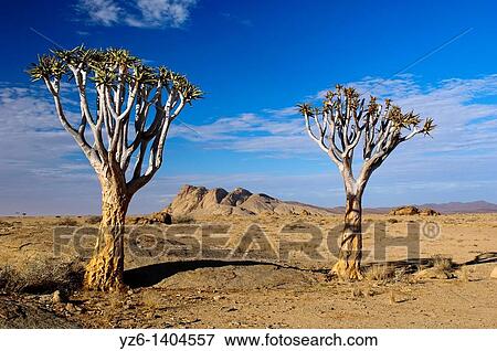 Two Quiver trees (Aloe dichotoma) in front of Blutkuppe, Namib Naukluft National Park, Namibia View Large Photo Image Stock Photo - Two Quiver trees (Aloe dichotoma) in front of Blutkuppe, Namib Naukluft National Park, Namibia. Fotosearch