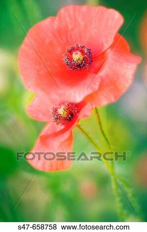 Two Red Poppies. Papaver rhoeas. May 2007, Maryland, USA View Large Photo Image Stock Photo - Two Red Poppies. Papaver rhoeas. May 2007, Maryland, USA. Fotosearch