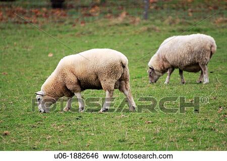 two sheep grazing on grass on a field View Large Photo Image Stock Photograph - two sheep grazing on grass on a field. Fotosearch