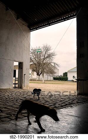 Two silhouettes of dogs in rural farm, Somonte Andalusian estate, Palma del Rio, Cordoba, Andalucia, Spain View Large Photo Image Stock Image - Two silhouettes of dogs in rural farm, Somonte Andalusian estate, Palma del Rio, Cordoba, Andalucia, Spain. Fotosearch