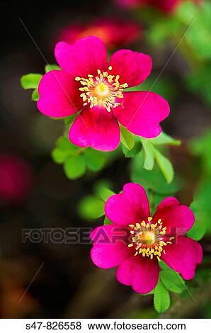 Two Single Red Rose Flowers. Rosa? Doorenbos Selection?. View Large Photo Image Stock Photo - Two Single Red Rose Flowers. Rosa? Doorenbos Selection?.. Fotosearch