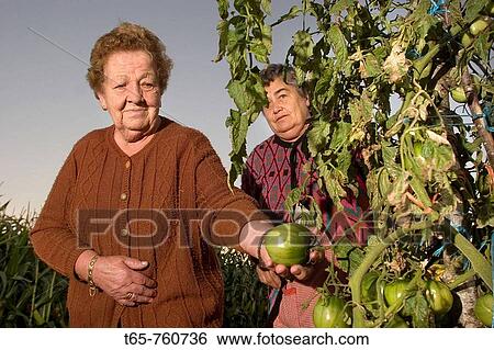 Stock Photograph - Two sisters visit her garden and watch the tomatoes. Fotosearch
