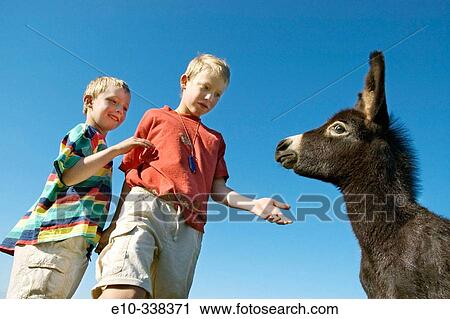 Two six and eight year old boys want to stroke a a young donkey View Large Photo Image Stock Image - Two six and eight year old boys want to stroke a a young donkey. Fotosearch