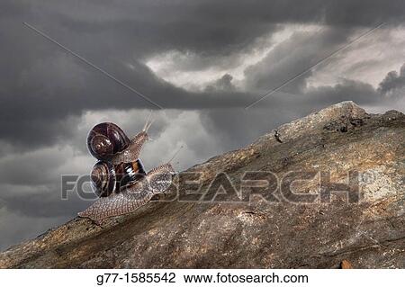 two snails. View Large Photo Image Stock Image - two snails.. Fotosearch