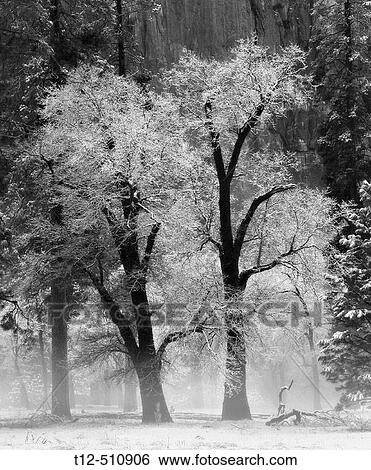 Two snow covered trees in Yosemite National Park in winter View Large Photo Image Stock Photograph - Two snow covered trees in Yosemite National Park in winter. Fotosearch