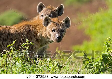 Two spotted hyenas (Crocuta crocuta) looking for food in the Ngorongoro Crater, Tanzania, Africa View Large Photo Image Stock Image - Two spotted hyenas (Crocuta crocuta) looking for food in the Ngorongoro Crater, Tanzania, Africa. Fotosearch