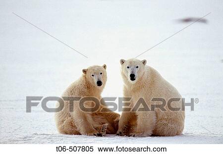 Two subadult polar bears sitting on ice (Ursus maritimus). Churchill, Manitoba, Canada View Large Photo Image Stock Photography - Two subadult polar bears sitting on ice (Ursus maritimus). Churchill, Manitoba, Canada. Fotosearch