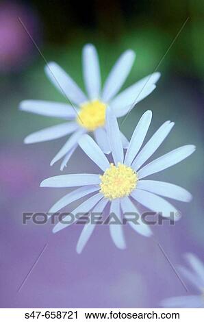 Two Swan River Daisies. Brachycome iberidifolia. May 2007, Maryland, USA View Large Photo Image Stock Image - Two Swan River Daisies. Brachycome iberidifolia. May 2007, Maryland, USA. Fotosearch