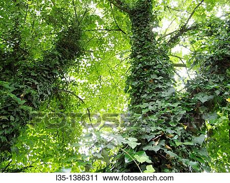 Two trees are covered with a lot of ivy View Large Photo Image Stock Image - Two trees are covered with a lot of ivy. Fotosearch
