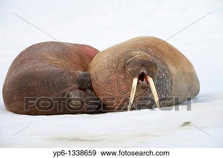 Stock Photo - two Walruses, Odobenus rosmarus, lying on ice floe and yawning, Spitsbergen, Svalbard. Fotosearch