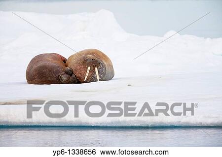 Stock Photograph - two Walruses, Odobenus rosmarus, lying on ice floe, Spitsbergen, Svalbard. Fotosearch