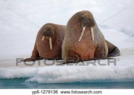 two Walruses, Odobenus rosmarus, resting on ice floe, Spitsbergen, Svalbard View Large Photo Image Stock Photograph - two Walruses, Odobenus rosmarus, resting on ice floe, Spitsbergen, Svalbard. Fotosearch