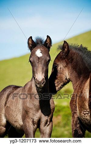 Stock Image - Two Welsh mountain pony foals playing together, Hay Bluff, Wales. Fotosearch