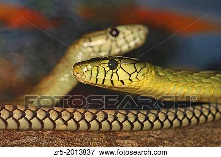 Stock Photo - Two West African green mambas, captive, Florida, USA.. Fotosearch