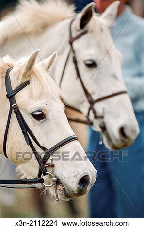 Two white horses. View Large Photo Image Picture - Two white horses.. Fotosearch