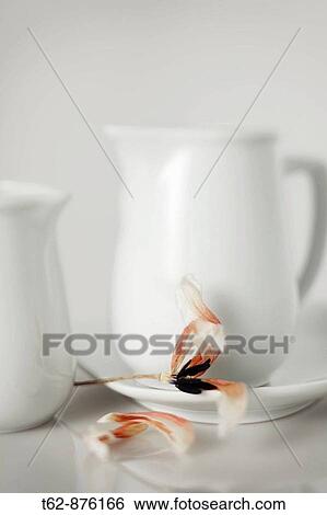 Two white pitchers and a flower withers Still Life View Large Photo Image Stock Photograph - Two white pitchers and a flower withers Still Life. Fotosearch