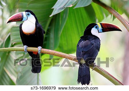 Two White-throated Toucan Ramphastos tucanus View Large Photo Image Stock Photo - Two White-throated Toucan Ramphastos tucanus. Fotosearch