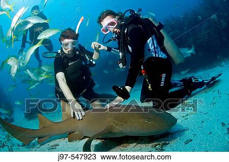 Stock Image - two woman divers settle to the sand and touch a passing nursh shark, Ambergris Caye, Belize, Caribbean Sea.. Fotosearch