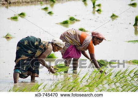 Two women planting rice plants in a paddy field, Tamil Nadu, India View Large Photo Image Stock Image - Two women planting rice plants in a paddy field, Tamil Nadu, India. Fotosearch