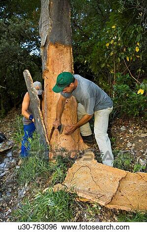 Two workers removing the cork from a cork oak in the Valle de Las Batuecas, inside the Las Batuecas-Sierra de Francia Natural Park, Sierra de France, in the province of Salamanca, Castilla y Leon, Spain View Large Photo Image Stock Photograph - Two workers removing the cork from a cork oak in the Valle de Las Batuecas, inside the Las Batuecas-Sierra de Francia Natural Park, Sierra de France, in the province of Salamanca, Castilla y Leon, Spain. Fotosearch