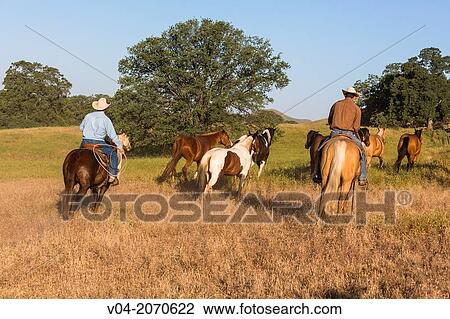 Two wranglers (cowboys) rounding up horses, California, USA View Large Photo Image Stock Image - Two wranglers (cowboys) rounding up horses, California, USA. Fotosearch