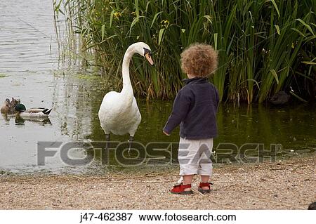 Two year old boy standing feeding a swan the same size as him. View Large Photo Image Stock Photo - Two year old boy standing feeding a swan the same size as him.. Fotosearch