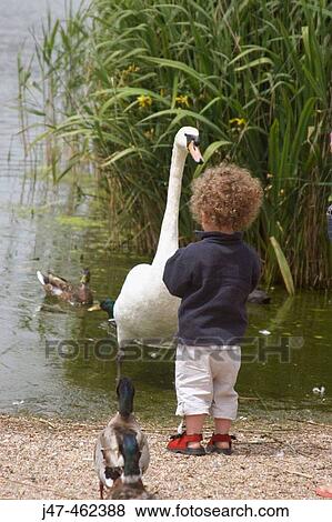 Two year old boy standing feeding a swan the same size as him View Large Photo Image Stock Photo - Two year old boy standing feeding a swan the same size as him. Fotosearch