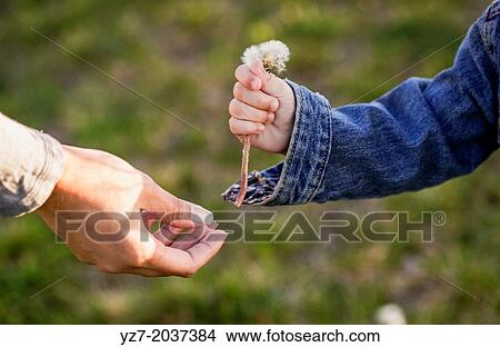 Two year old girl with dandelion in park. View Large Photo Image Picture - Two year old girl with dandelion in park.. Fotosearch