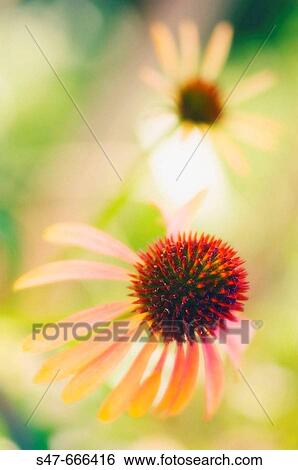 Two Yellow Coneflowers. Echinacea paradoxa. June 2007, Maryland, USA View Large Photo Image Stock Photograph - Two Yellow Coneflowers. Echinacea paradoxa. June 2007, Maryland, USA. Fotosearch