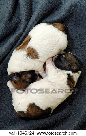 Picture - Two young babies Shih tzu dogs one week old sleeping together. Top a male and down a female.. Fotosearch