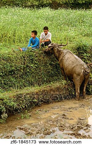 Two young boys with oxen in Guilin China. View Large Photo Image Stock Image - Two young boys with oxen in Guilin China.. Fotosearch