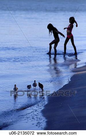 Two young girls or children playing in the water at a beach with a flock of birds in the foreground View Large Photo Image Stock Image - Two young girls or children playing in the water at a beach with a flock of birds in the foreground. Fotosearch