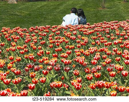 Two young people on tulip field View Large Photo Image Picture - Two young people on tulip field. Fotosearch