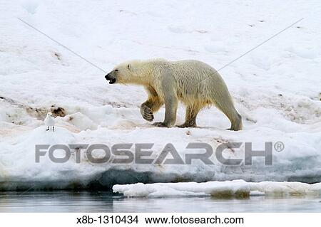 Two young polar bears Ursus maritimus disputing feeding rights on a fresh bearded seal kill near Monacobreen Glacier, Spitsbergen in the Svalbard Archipelago, Norway View Large Photo Image Picture - Two young polar bears Ursus maritimus disputing feeding rights on a fresh bearded seal kill near Monacobreen Glacier, Spitsbergen in the Svalbard Archipelago, Norway. Fotosearch
