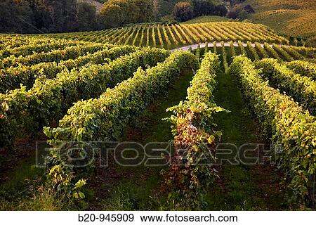 ? Txakoli? vineyards, Getaria, Gipuzkoa, Euskadi, Spain View Large Photo Image Stock Photo - ? Txakoli? vineyards, Getaria, Gipuzkoa, Euskadi, Spain. Fotosearch