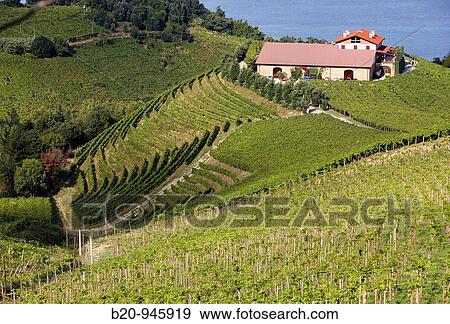 Stock Photo - ? Txakoli? vineyards, Getaria, Gipuzkoa, Euskadi, Spain. Fotosearch