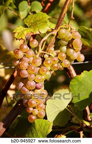 ? Txakoli? vineyards, Getaria, Gipuzkoa, Euskadi, Spain View Large Photo Image Stock Photo - ? Txakoli? vineyards, Getaria, Gipuzkoa, Euskadi, Spain. Fotosearch