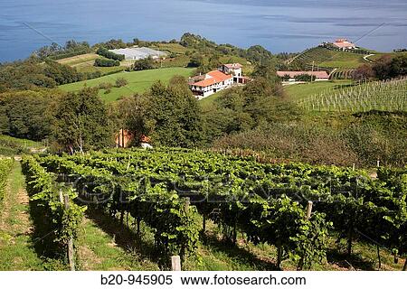 ? Txakoli? vineyards, Getaria, Gipuzkoa, Euskadi, Spain View Large Photo Image Stock Photography - ? Txakoli? vineyards, Getaria, Gipuzkoa, Euskadi, Spain. Fotosearch