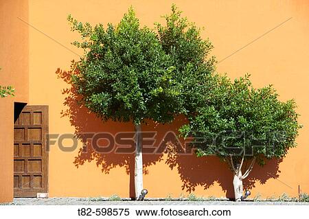 Typical Andalusian courtyard with orange trees. Sevilla, Andalusia, Spain. View Large Photo Image Stock Photography - Typical Andalusian courtyard with orange trees. Sevilla, Andalusia, Spain.. Fotosearch