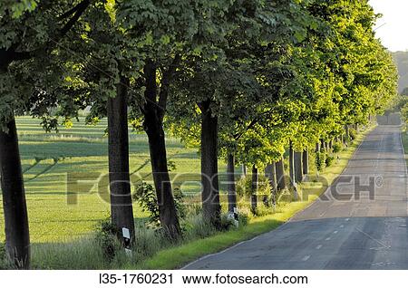 Typical German country road near Goslar, Lower Saxony, Germany View Large Photo Image Stock Image - Typical German country road near Goslar, Lower Saxony, Germany. Fotosearch