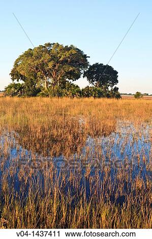 Typical landscape in the Okavango Delta, Botswana, Africa View Large Photo Image Stock Image - Typical landscape in the Okavango Delta, Botswana, Africa. Fotosearch